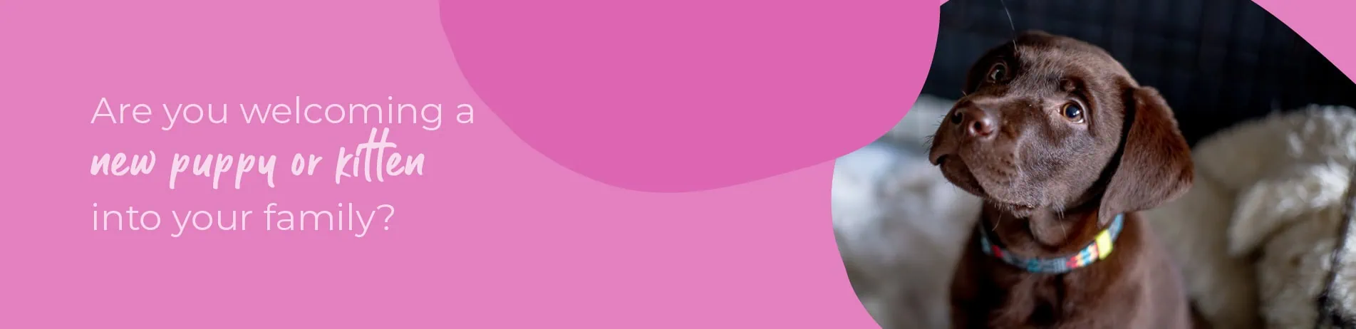 Welcoming your new puppy or kitten