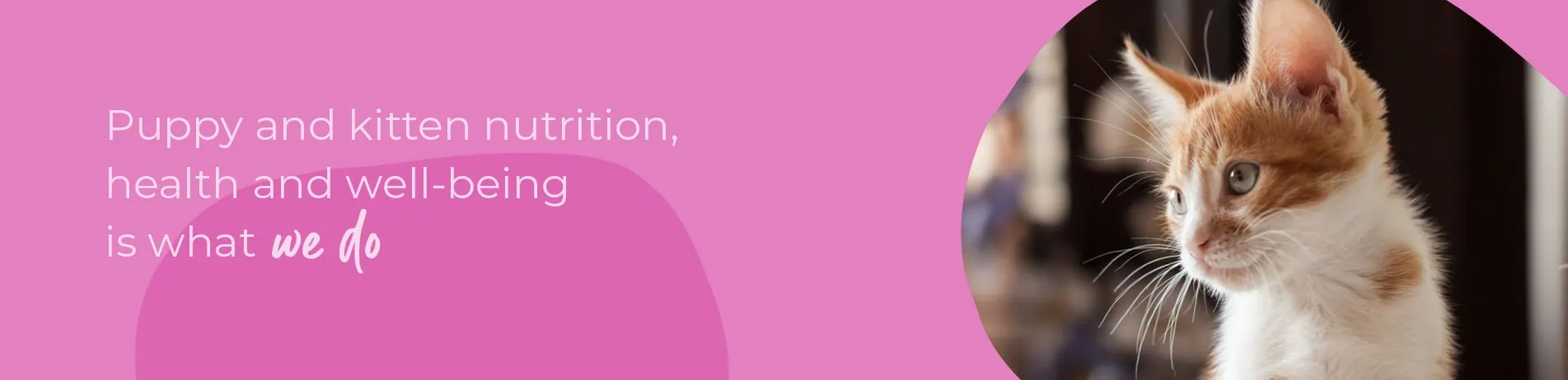 Welcoming your new puppy or kitten