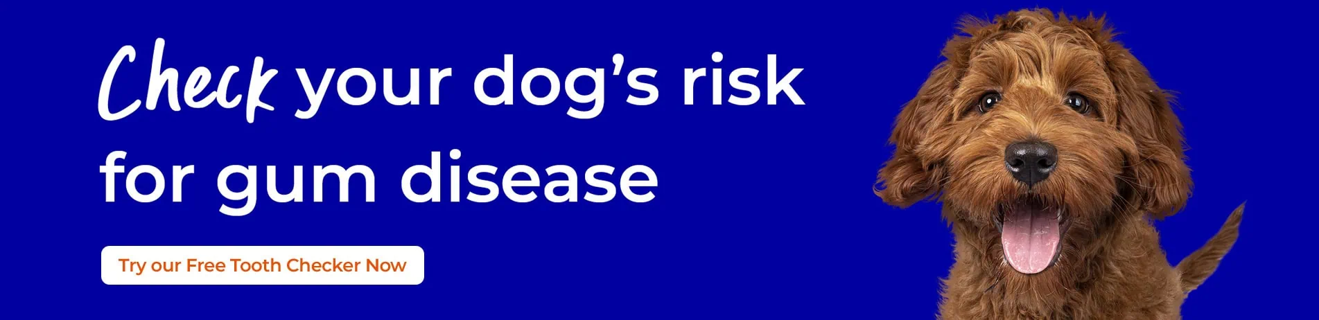 Pet Dental Care in Solihull and Acocks Green