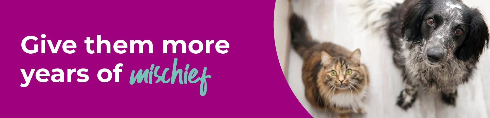 How to Ensure Your Senior Pet's Health and Happiness